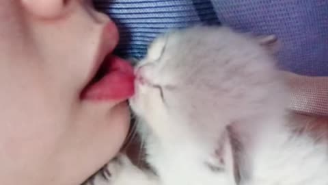 Cute and funny kitten practicing suckling - love cat