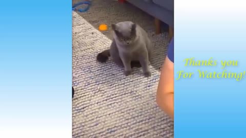 Funny animal video