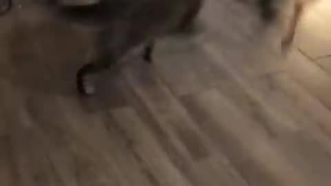 funny cat and dog fight part 1