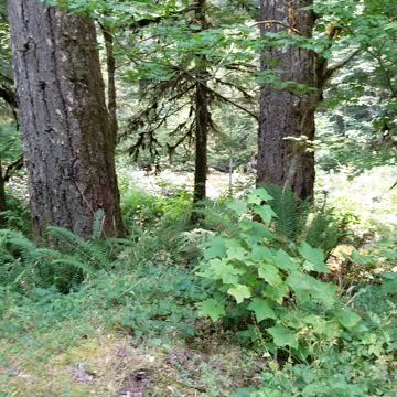 Look what we found in the woods!