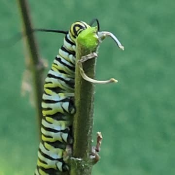 Monarch Catapillar