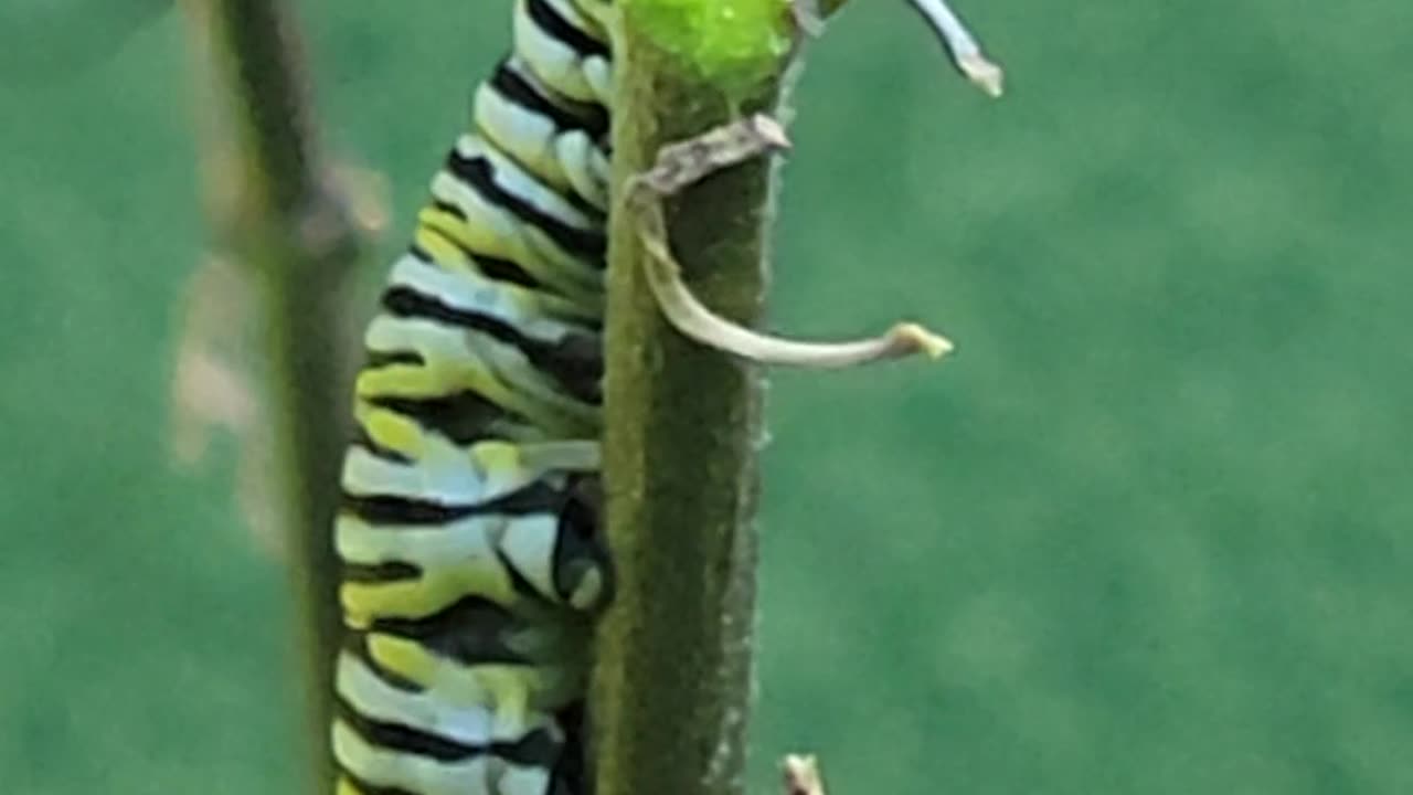 Monarch Catapillar