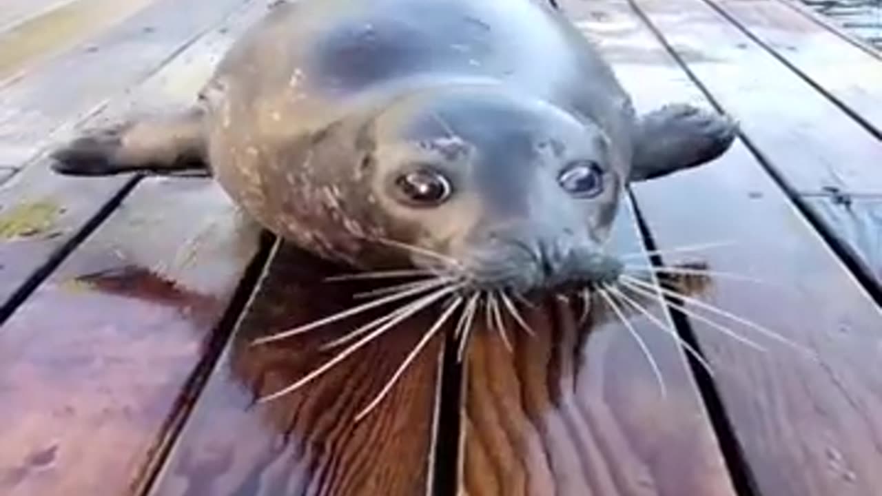 Early Morning Seal Fish Exercising #shorts #shortsvideo #video #viral