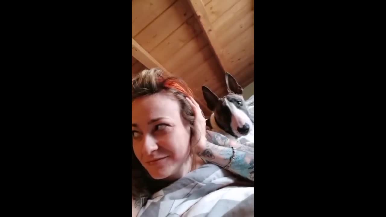 Bull Terrier hilariously wakes up owner for playtime