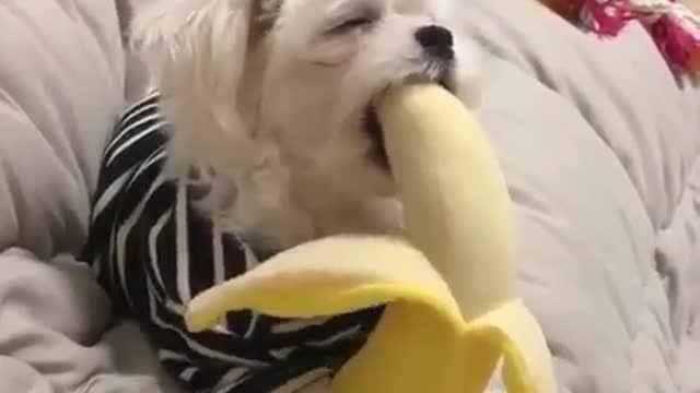 The banana is too big to bite