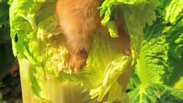 Preciso aprender com ele a me alimentar de forma saudável 🥰😁
