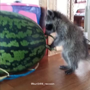 A cute raccoon smaller than a watermelon is fighting with the watermelon