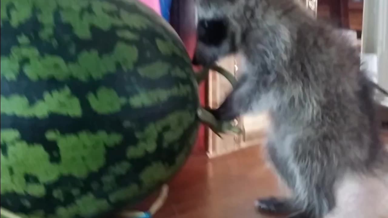 A cute raccoon smaller than a watermelon is fighting with the watermelon