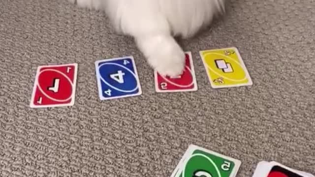 Playing games with dogs, training dogs, they're really smart
