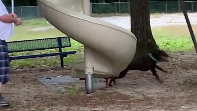 Amazing Animal with people