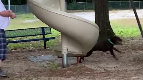 Amazing Animal with people