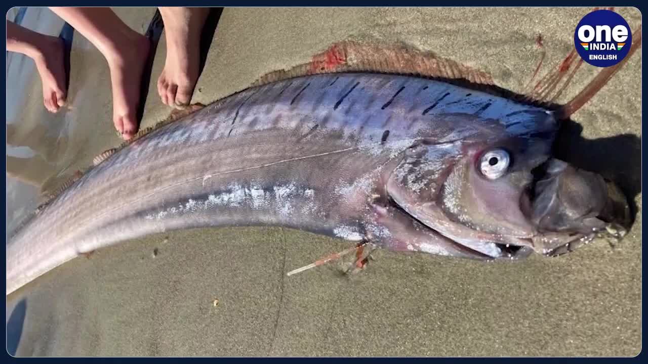 16 ft. long fish caught in Chile, locals term it as bad omen for earthquakes Oneindia News news