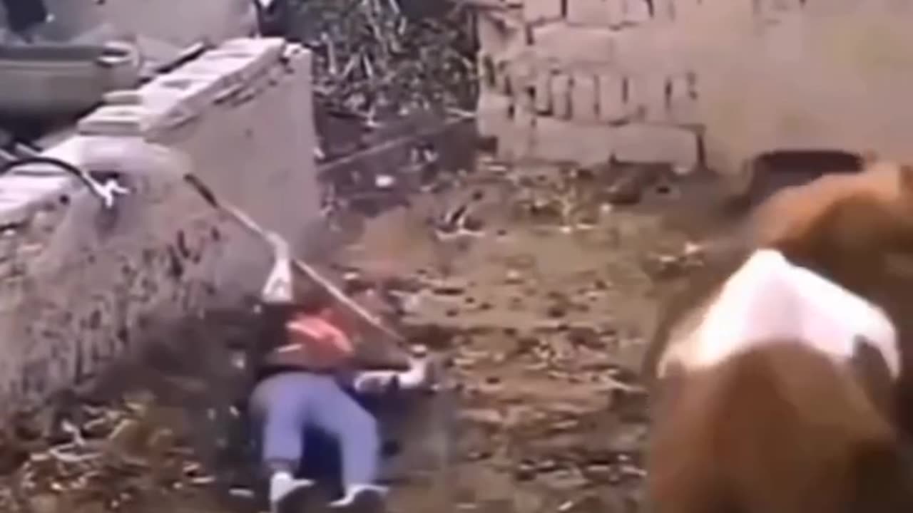 Funny animal videos