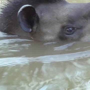 A day in the life of Gonzalito the Tapir 🌍 #PlanetEarth3