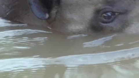 A day in the life of Gonzalito the Tapir 🌍 #PlanetEarth3