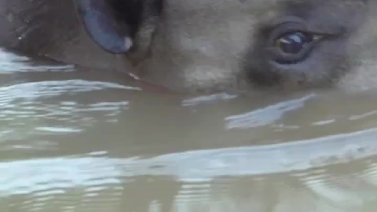 A day in the life of Gonzalito the Tapir 🌍 #PlanetEarth3