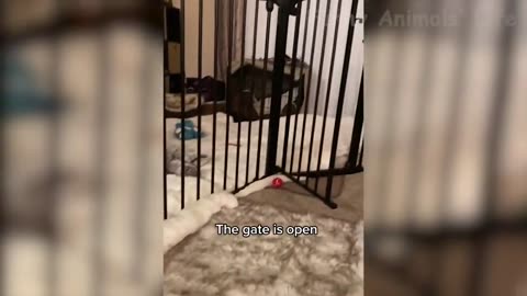 Best Funny Animal Videos 2022 😂
