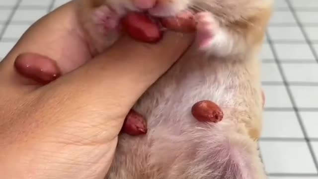 A greedy mouse