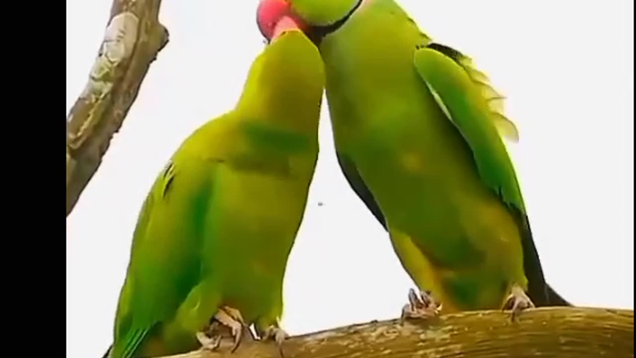 Love 💞 Birds