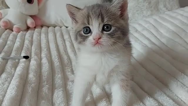 Cute Baby Cat | Funny Cat Video Try Not to Laugh | Funny Animals Finder