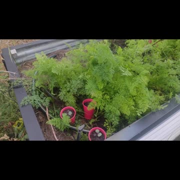 Fresh Carrots and why they need space.