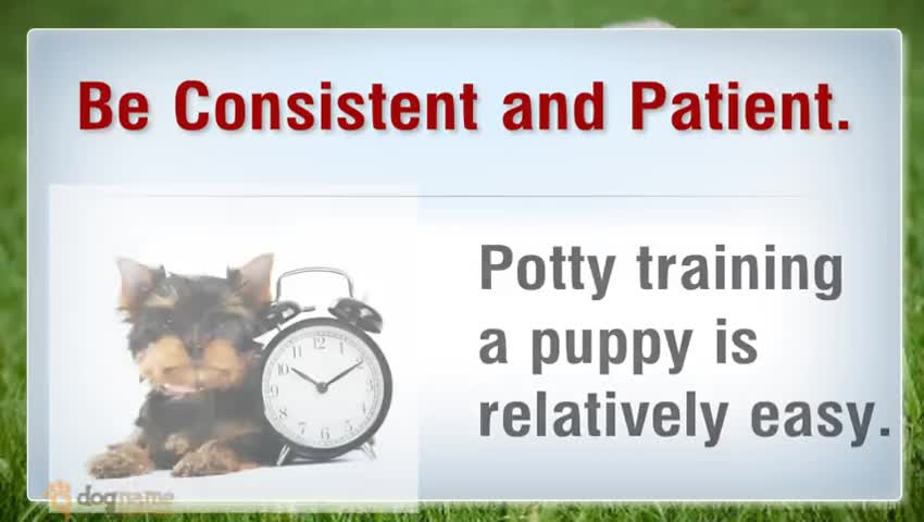 Easy To Follow Steps in Achieving Potty Training