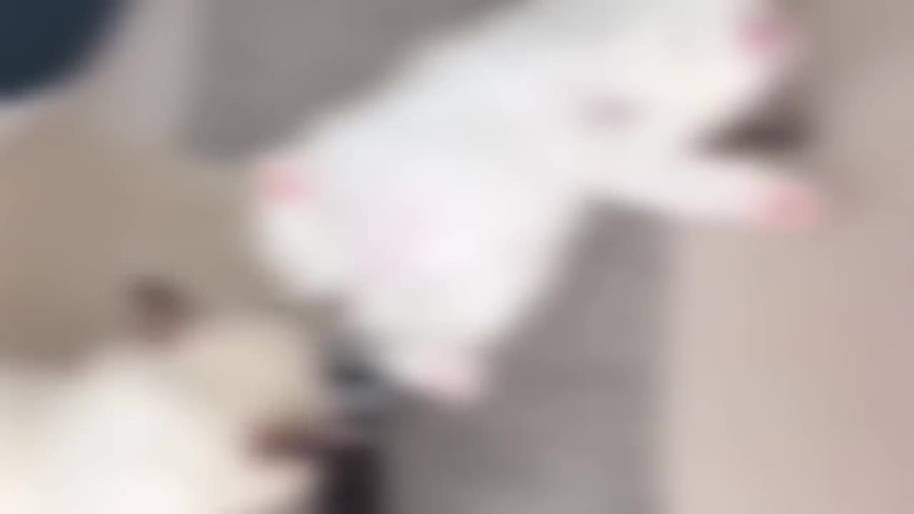 Funny Animals 2022 - Cute Dogs and Cats Doing Funny Things #10