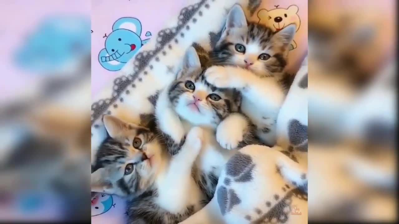 💜Funny Animal Videos Cats and Dog COMPILATION # 12💜