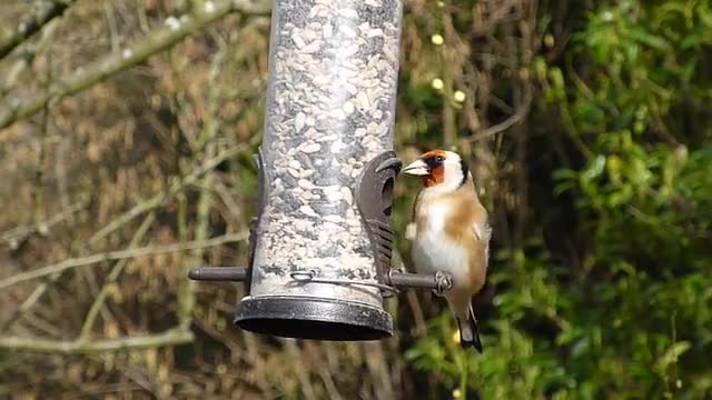 The goldfinch artist eats food