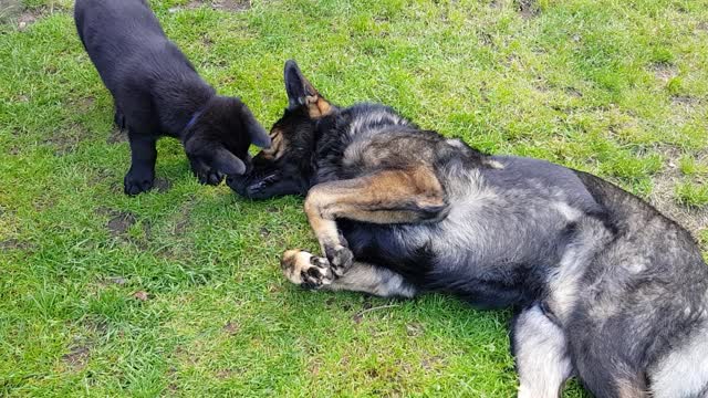 Playful dog cuddles with cute puppies