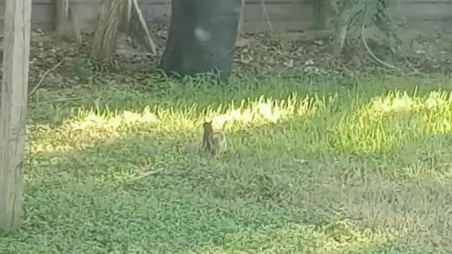 Squirrel Chases Hawk Away