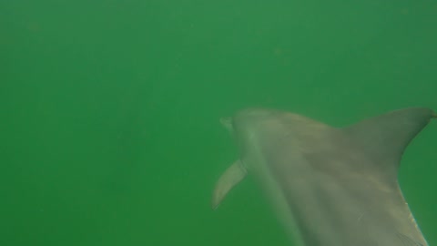 Byron Bay Barrels POV Tubes Raw