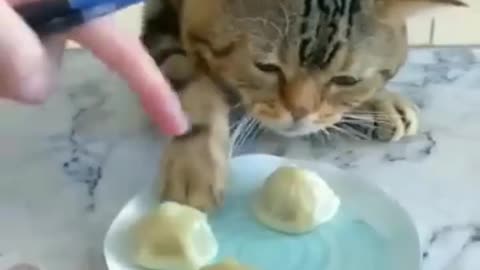 Funny And Cute Cat Videos