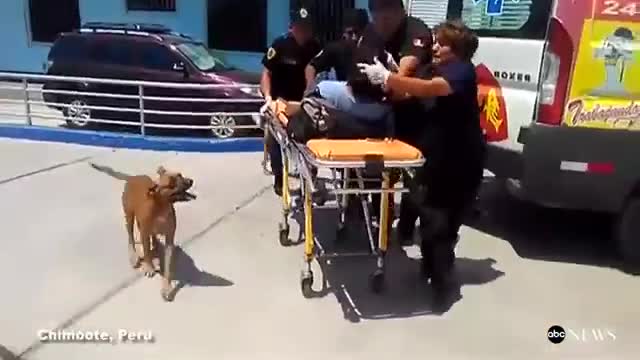 As Owner Being Wheeled Into Surgery, Dogs Wouldn't Leave His Side