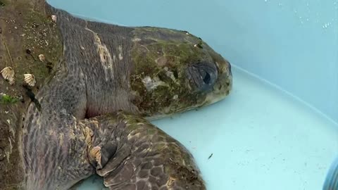 Injured olive ridley sea turtle rescued in Chile