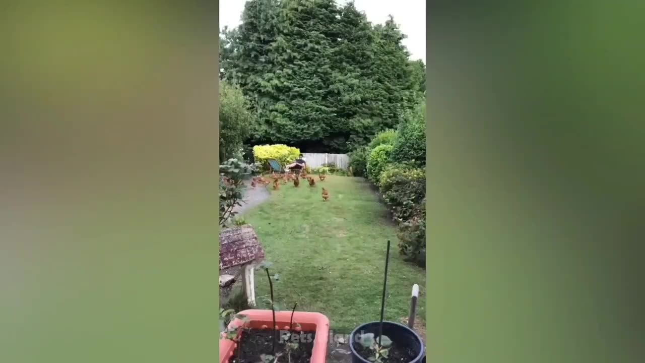 Cocks follow him 😂