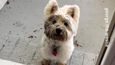 not again -- _george.the.westie_-__westie