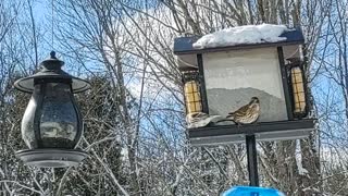 Mixed variety of birds in for their afternoon feeding