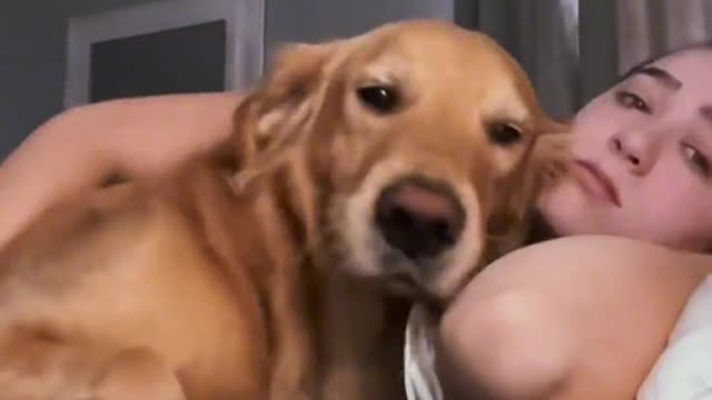 Sweet Golden Hair wakes up his master every day