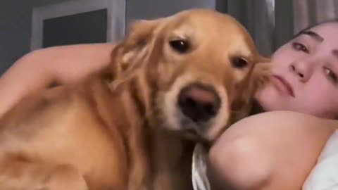 Sweet Golden Hair wakes up his master every day