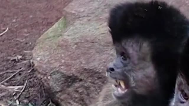 This monkey is so bad that it treats food as a toy