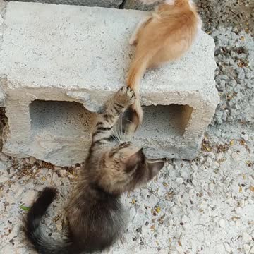 Kitten goings to crazy