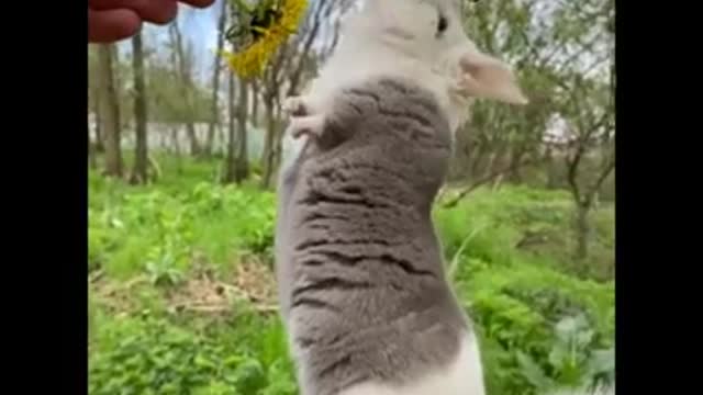 Beautiful 😍😍 and cute 😍 animals
