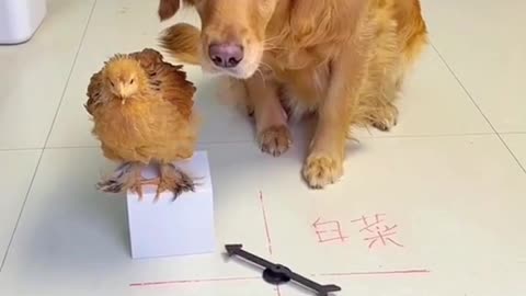 Funny dogs eating