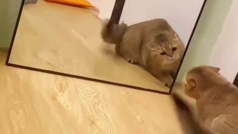 Funny Video