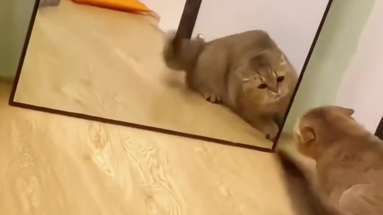 Funny Video
