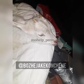 Vlady Had a Little Lamb, Little Lamb, lit......