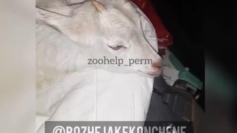 Vlady Had a Little Lamb, Little Lamb, lit......