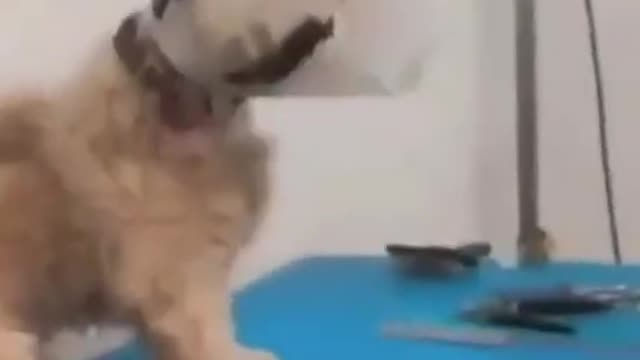 Angry dog and funny vet