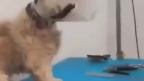 Angry dog and funny vet